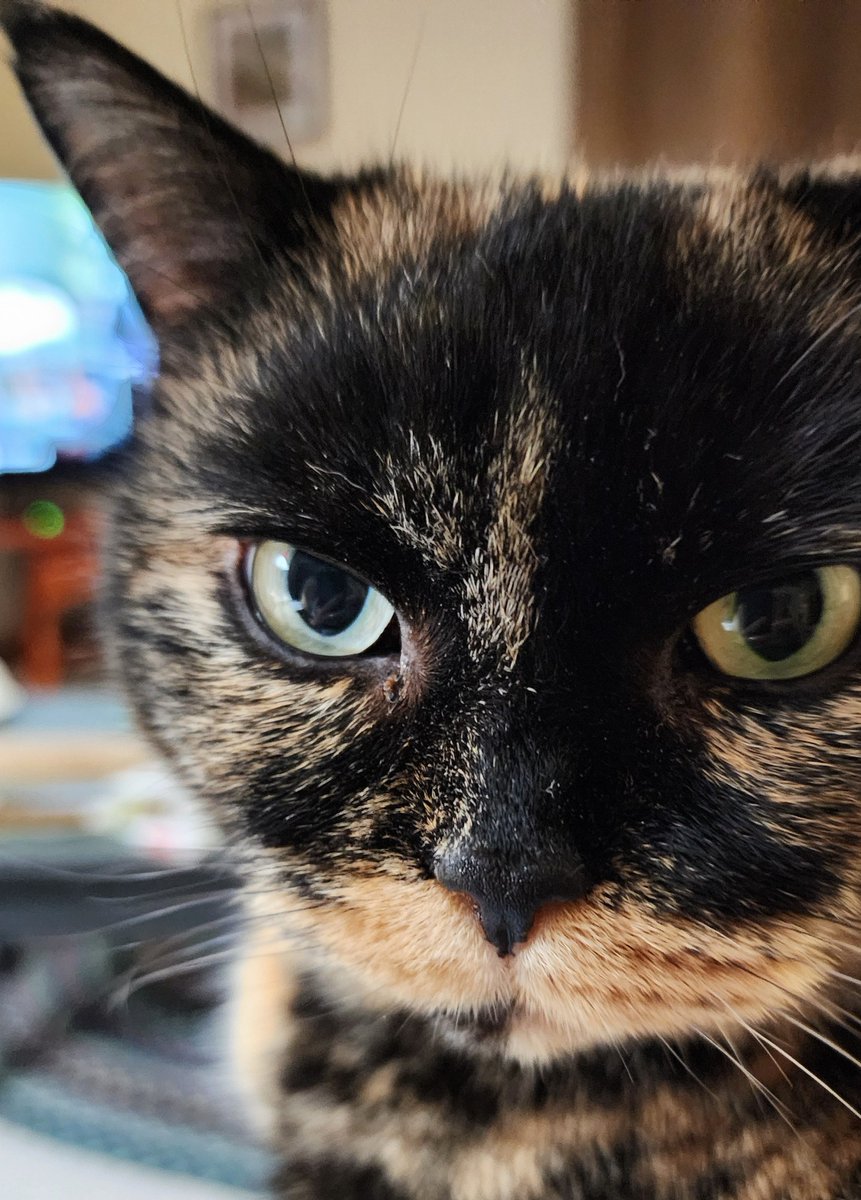 NSValley's tweet image. Coco on Caturday.