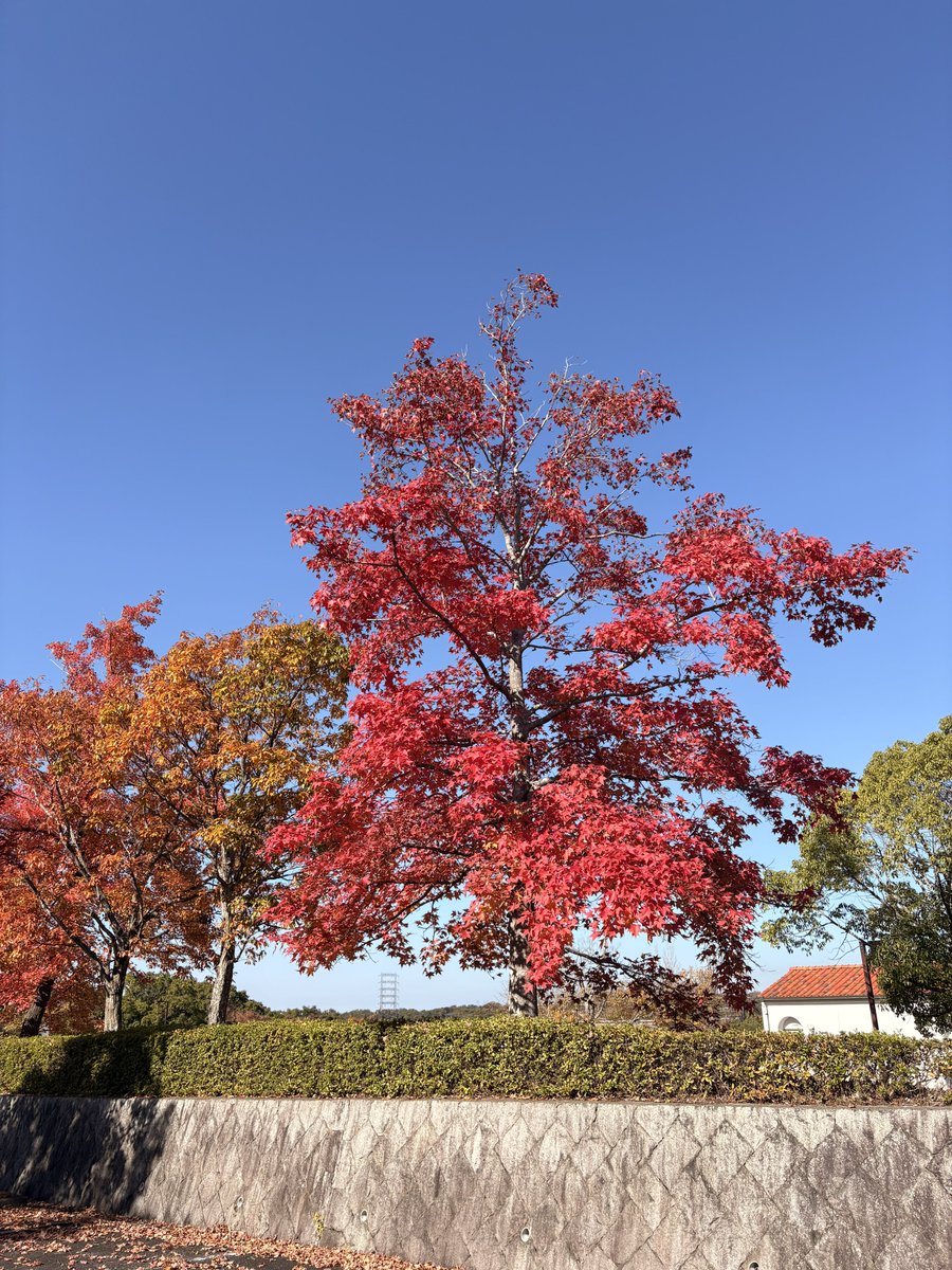 mstkGSX's tweet image. おーたむおーたむ