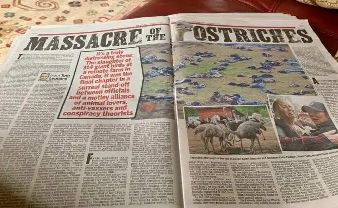The ostrich slaughter in Edgewood, BC is international news...

Daily Mail reporting in the UK