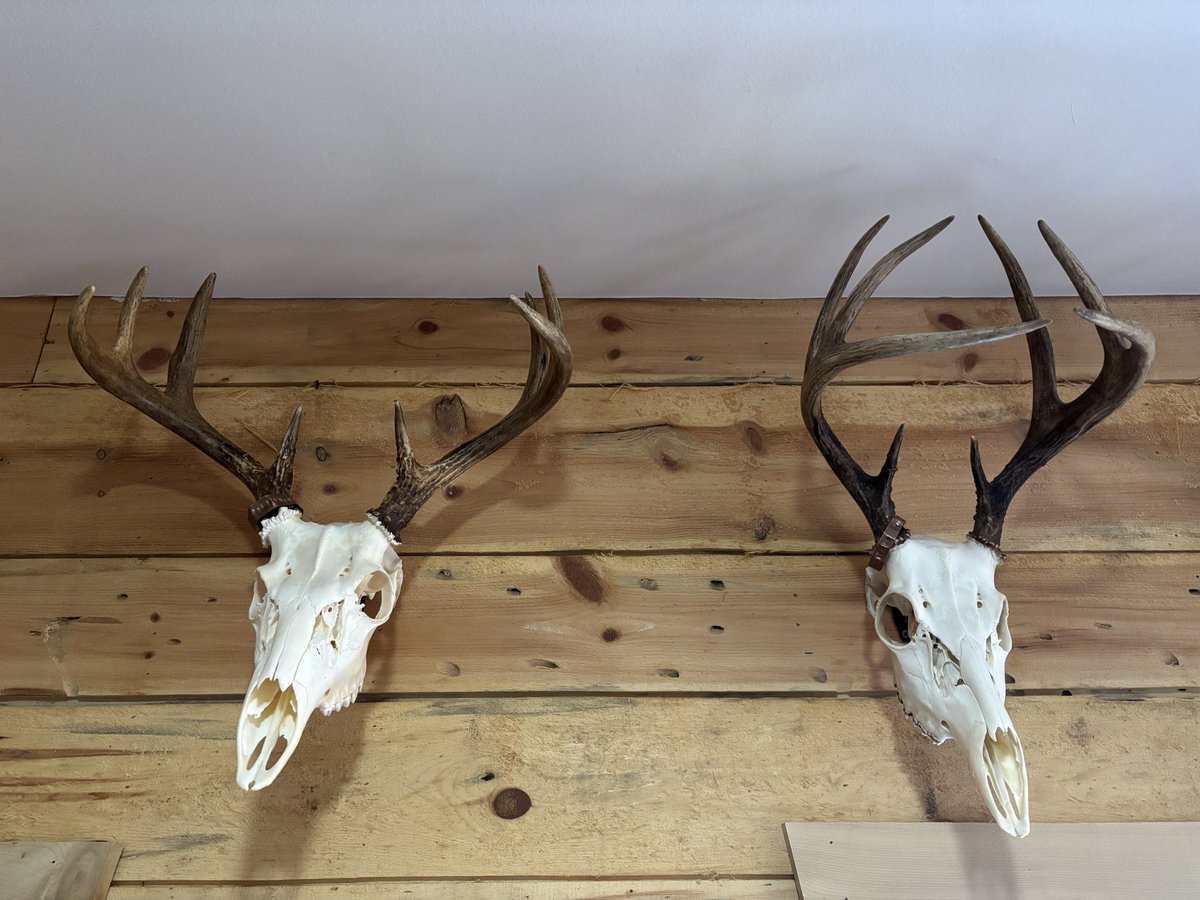 BucksNBooze's tweet photo. Banding night.

https://t.co/1AXUjbte12

https://t.co/8qYwNlM1Yb https://t.co/h6zBjq4UHF