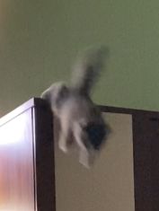 Els Lucius tweet media