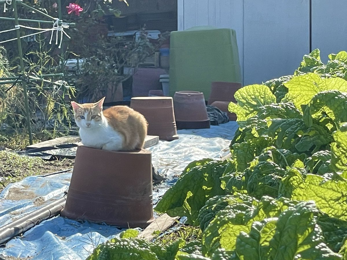 良いお天気です。
ネコも気持ちよさそう。