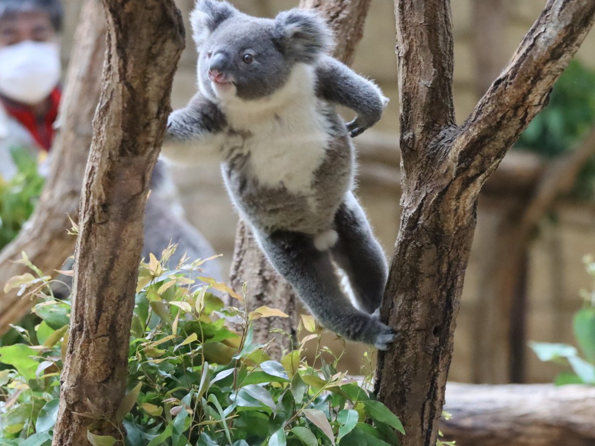 higashiyama5555's tweet image. バックヤードから飛び出して おいで🐨
📷2023
＃だいふく待ってるよ
＃東山動植物園　＃コアラ