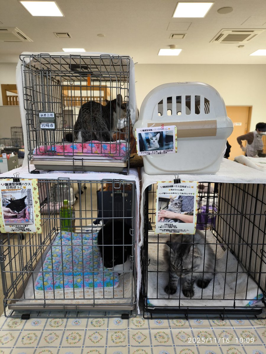 11月16日☀ 🆘拡散希望です🆘 拡散ご協力宜しくお願い致します