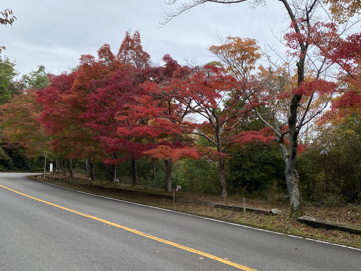 嵐山高雄パークウェイの紅葉🍁。今が見頃です。