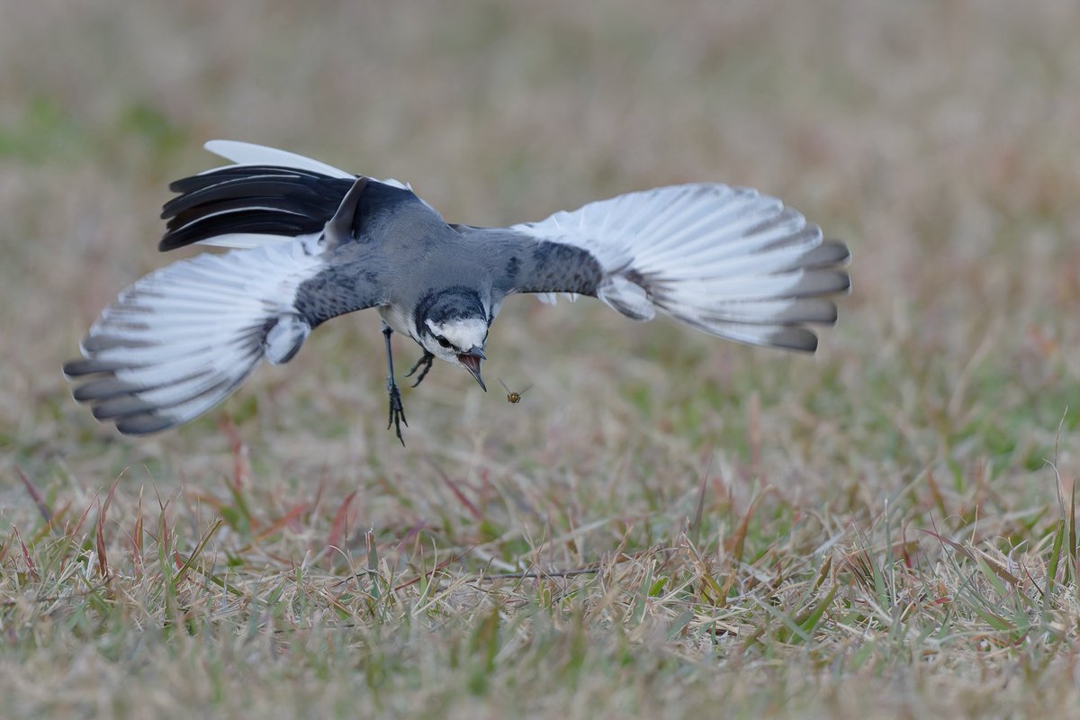 hama_yuu2003's tweet image. 昨日はハクセキレイに遊んでもらいました。
身近な野鳥ですが、動きがダイナミックで面白いですよね
#野鳥写真
#ハクセキレイ
#photolab8