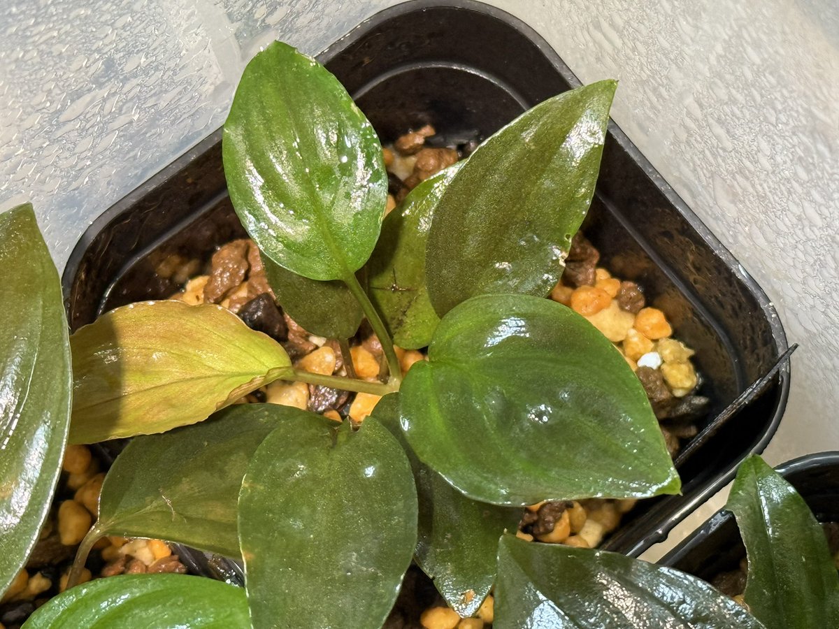 KENZO (@fw_kenzo) / Posts / X