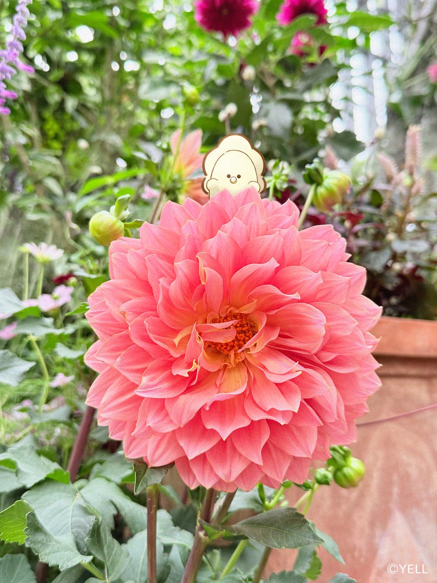 もこもこ (@kinnikupasta) / Posts / X