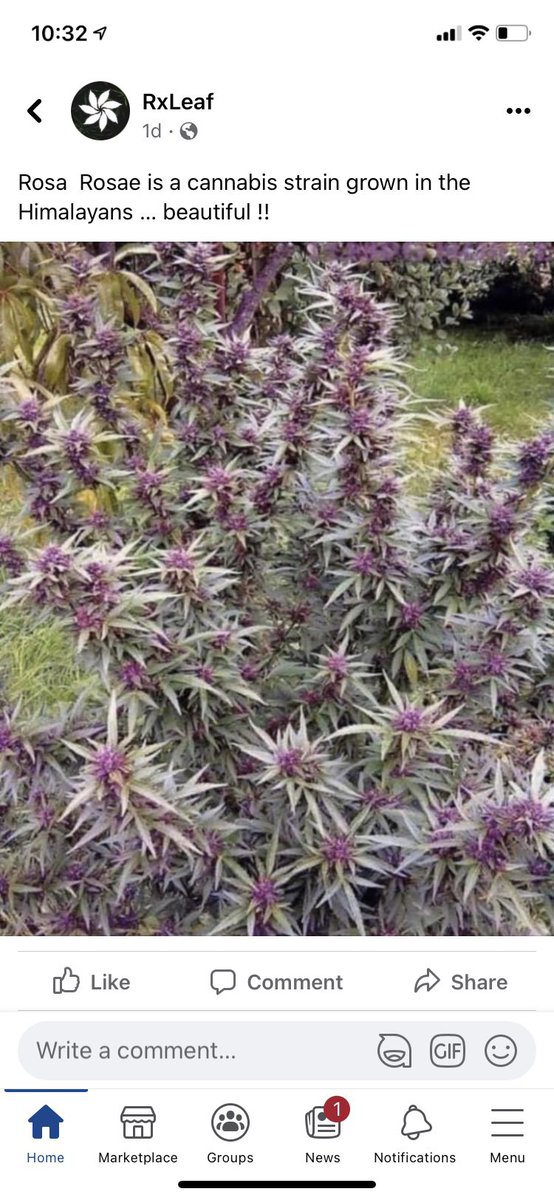 🌊North Coast Genetics tweet media