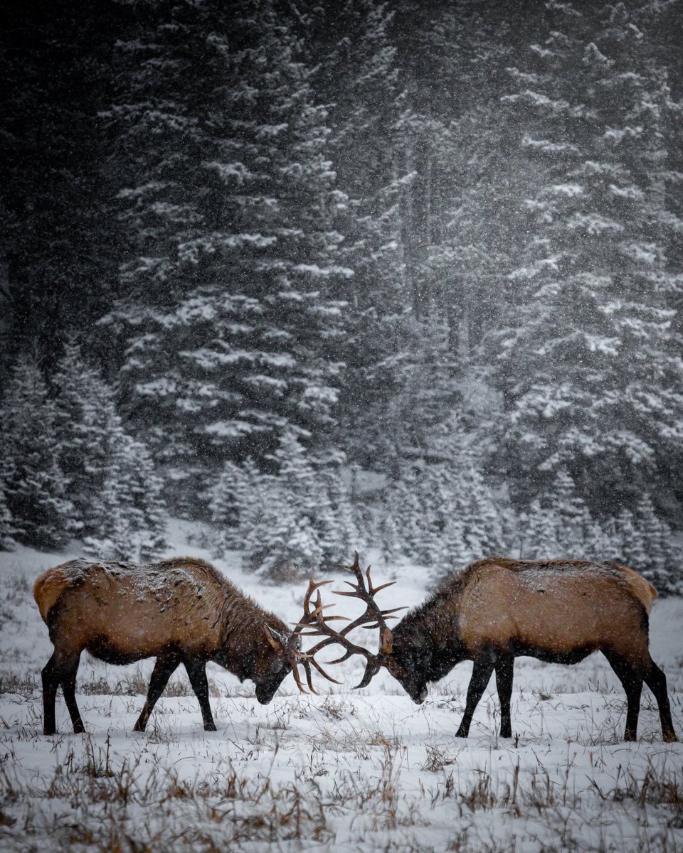 Reindeer Herders turned into an actual winter wonderland🦌🌨🍂🍁

GoodMorningLife☕️🍩
Łĕő🎧