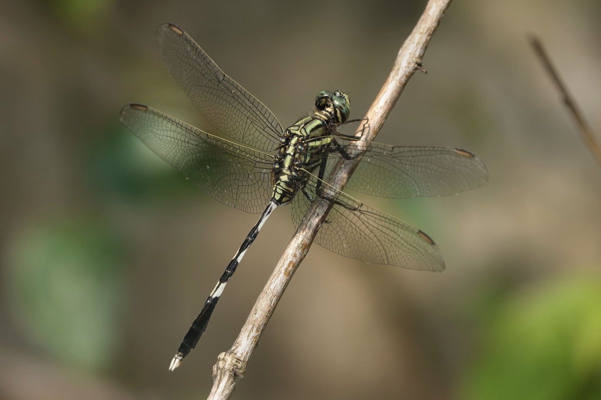 DahmsTierleben's tweet photo. Schlanker Blaupfeil (Orthetrum sabina) in Da Nang, Vietnam https://t.co/9KCJCvM2G6