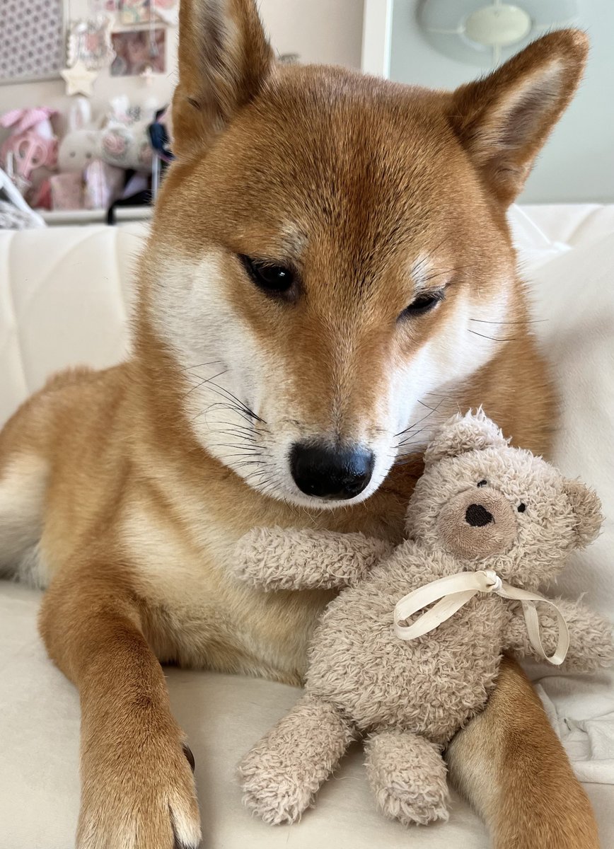 作家　テディベア　柴犬 大事なくま #柴犬
