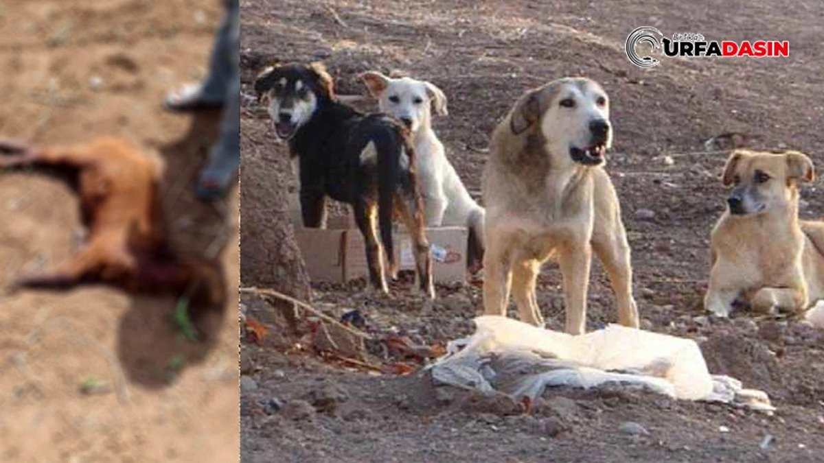 urfadasin's tweet image. Şanlıurfa&apos;da Başıboş Köpekler Ahırdaki Koyunları Telef Etti urfadasin.com/sanliurfada-ba… #Şanlıurfa #ahır #başıboşköpekler #sokakköpekleri #koyun