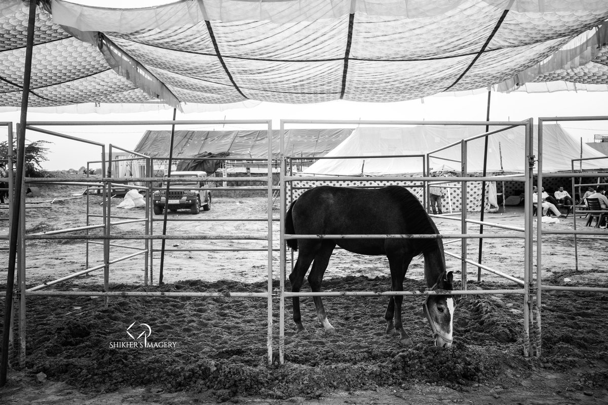 ShikhersImagery's tweet photo. Horse power

Tethered in the hush of their tents, the horses stand in quiet magnificence at the Pushkar Fair.

#pushkarfestival #rajasthan #pushkar

https://t.co/WvzDqMax06 https://t.co/ZpIchfstUF