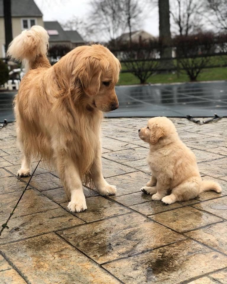 puppies_video's tweet photo. Cutest movement https://t.co/6POnpl7ZQh