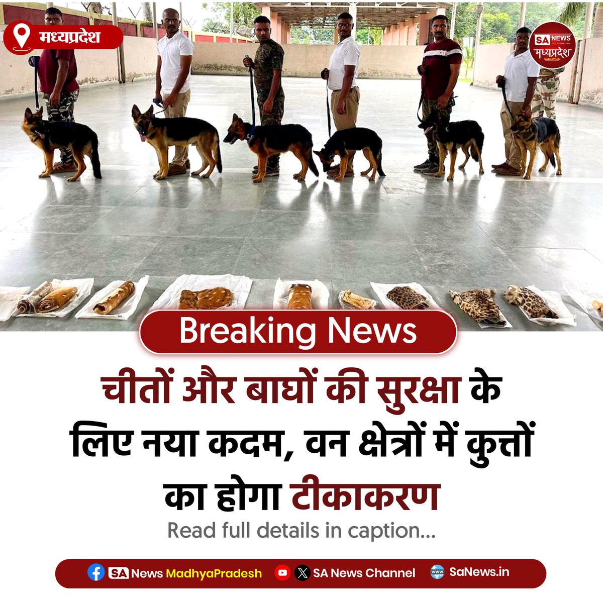 SAnewsMP's tweet photo. मध्यप्रदेश l चीतों-बाघों को CDV से बचाने के लिए वन क्षेत्रों में कुत्तों का टीकाकरण अभियान शुरू।
#WildlifeProtection #CheetahConservation #TigerSafeguard #ForestUpdate #CDVFreeIndia #sanewsmp https://t.co/WGF72Lhydy