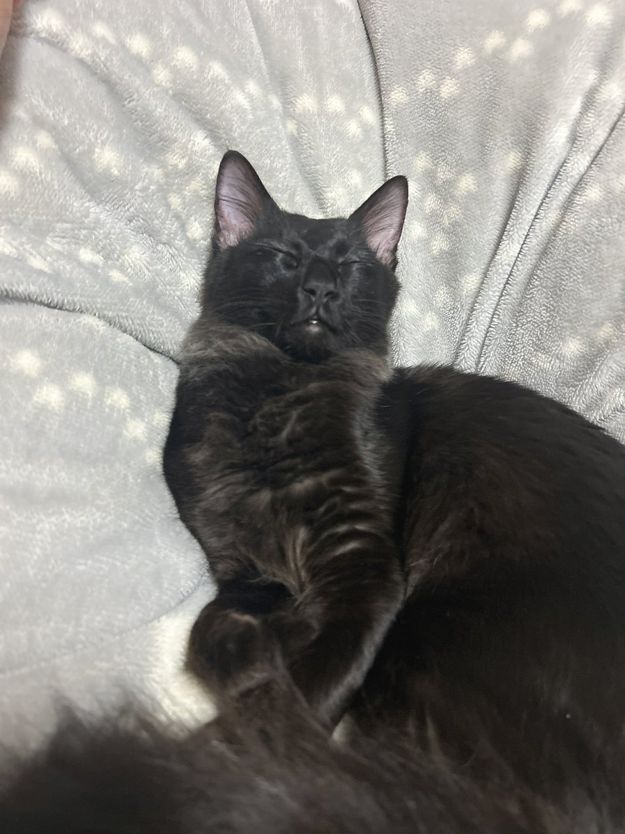 soyokaze0800's tweet image. 