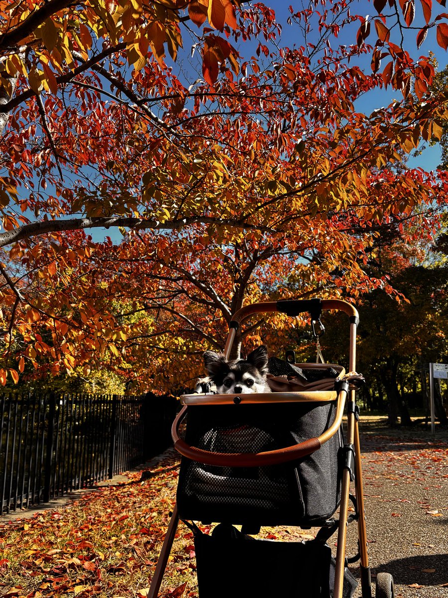 おもちページ Post by もちもちのちーかま on X: 可愛いぞ！！