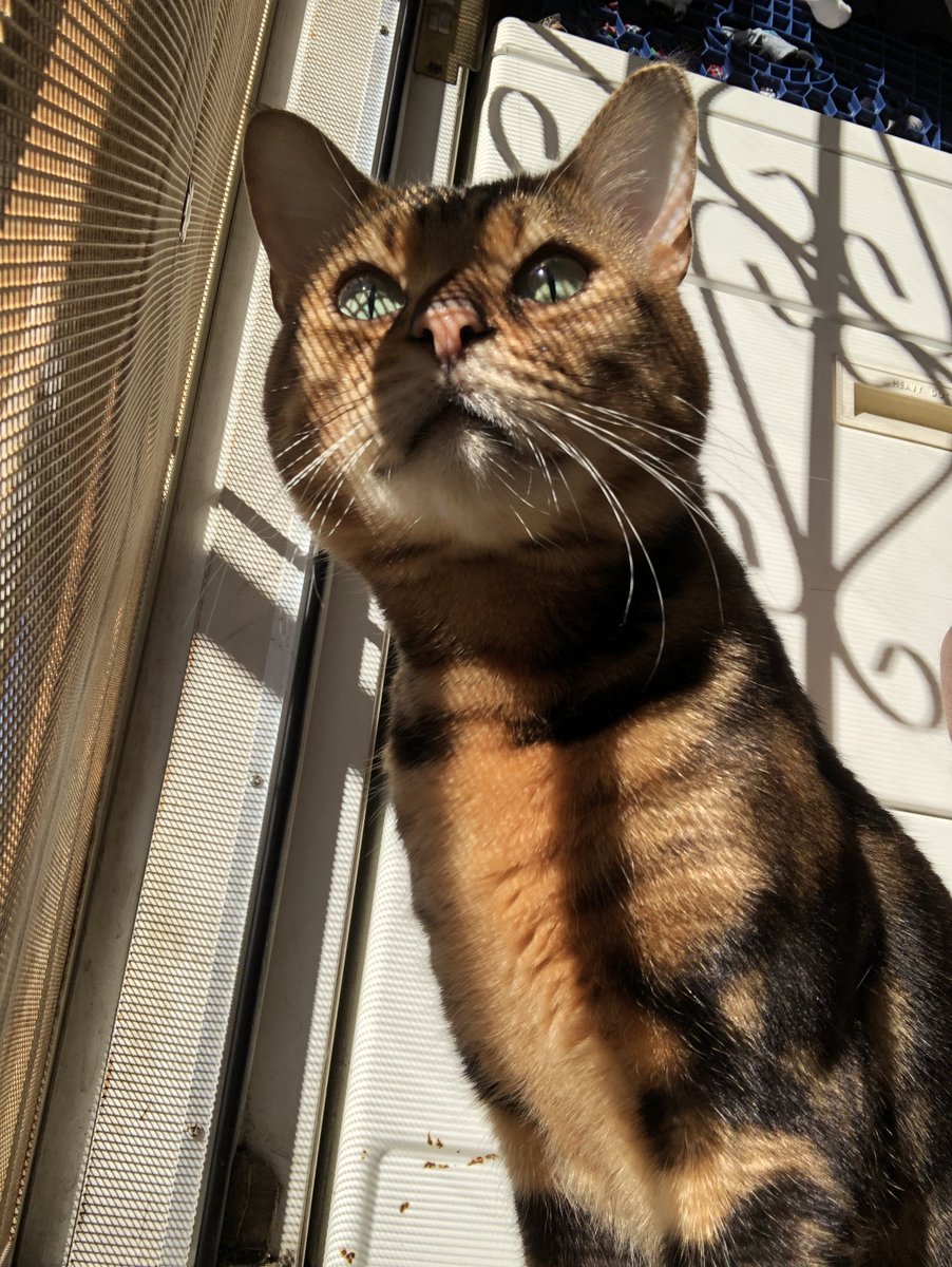 ROEmanTV's tweet photo. Sadness is seeing your pet decline in health😭 i just lost one cat and my other cat with the eye problem isnt doing so well prayers for him🙏 https://t.co/MdjKaw6e0O