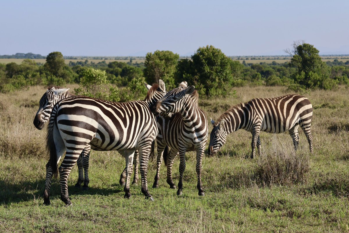 Shots from my last few game drives, this time at Ol Pejeta, underrated and presumptuously underwhelming if coming from Mara but worth every second spent here. 

A much smaller reserve means more concentrated &amp; dramatic sightings. The zebras are my favorite!