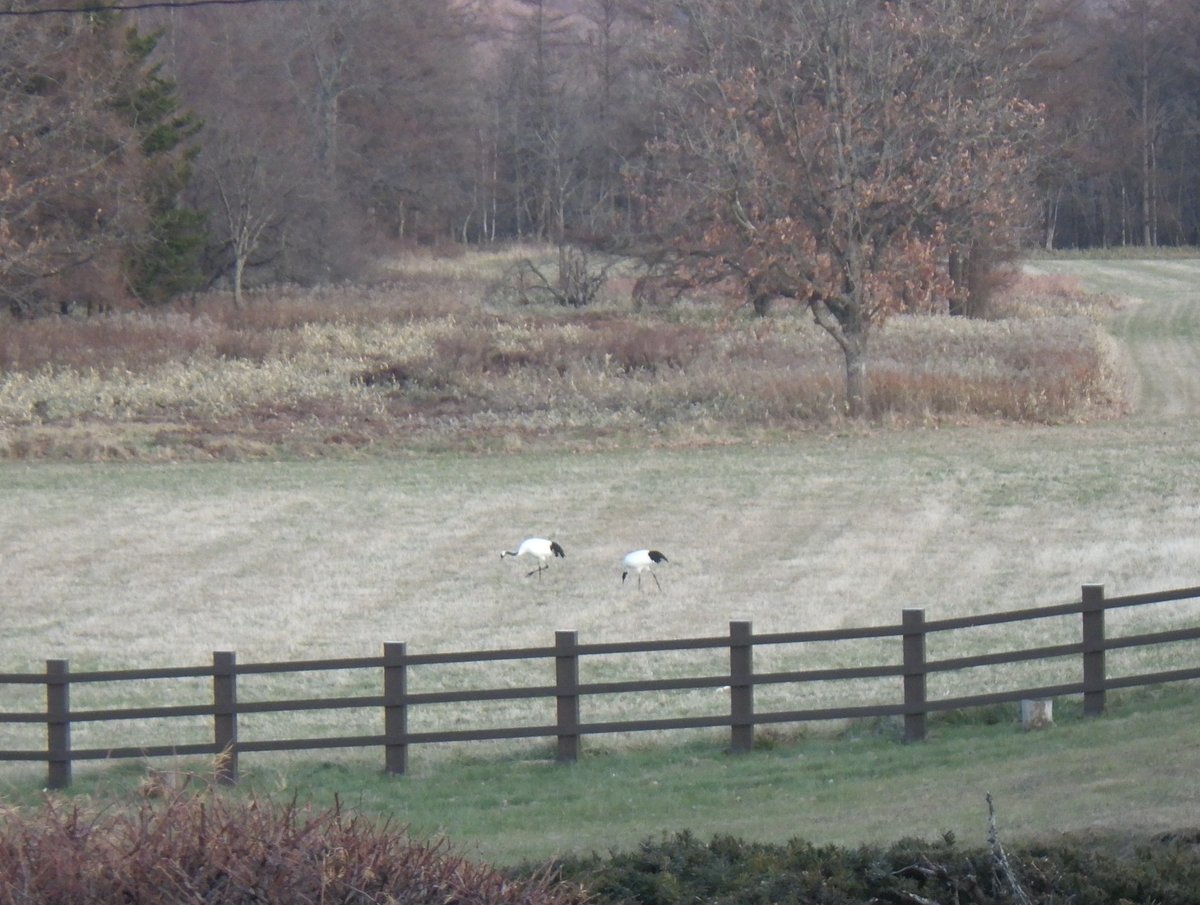昨日・今日と冷え込んだので、タンチョウが給餌場の様子を見に来ました。まだ給餌が始まっていないのを確認すると、すぐに帰っていきました。
＃鶴居・伊藤タンチョウサンクチュアリ
＃タンチョウ