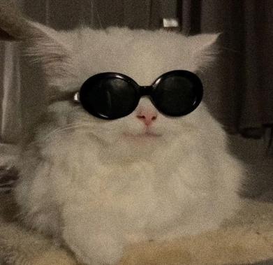 travis BOB tweet media