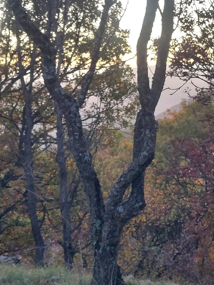 Maria Lea tweet media