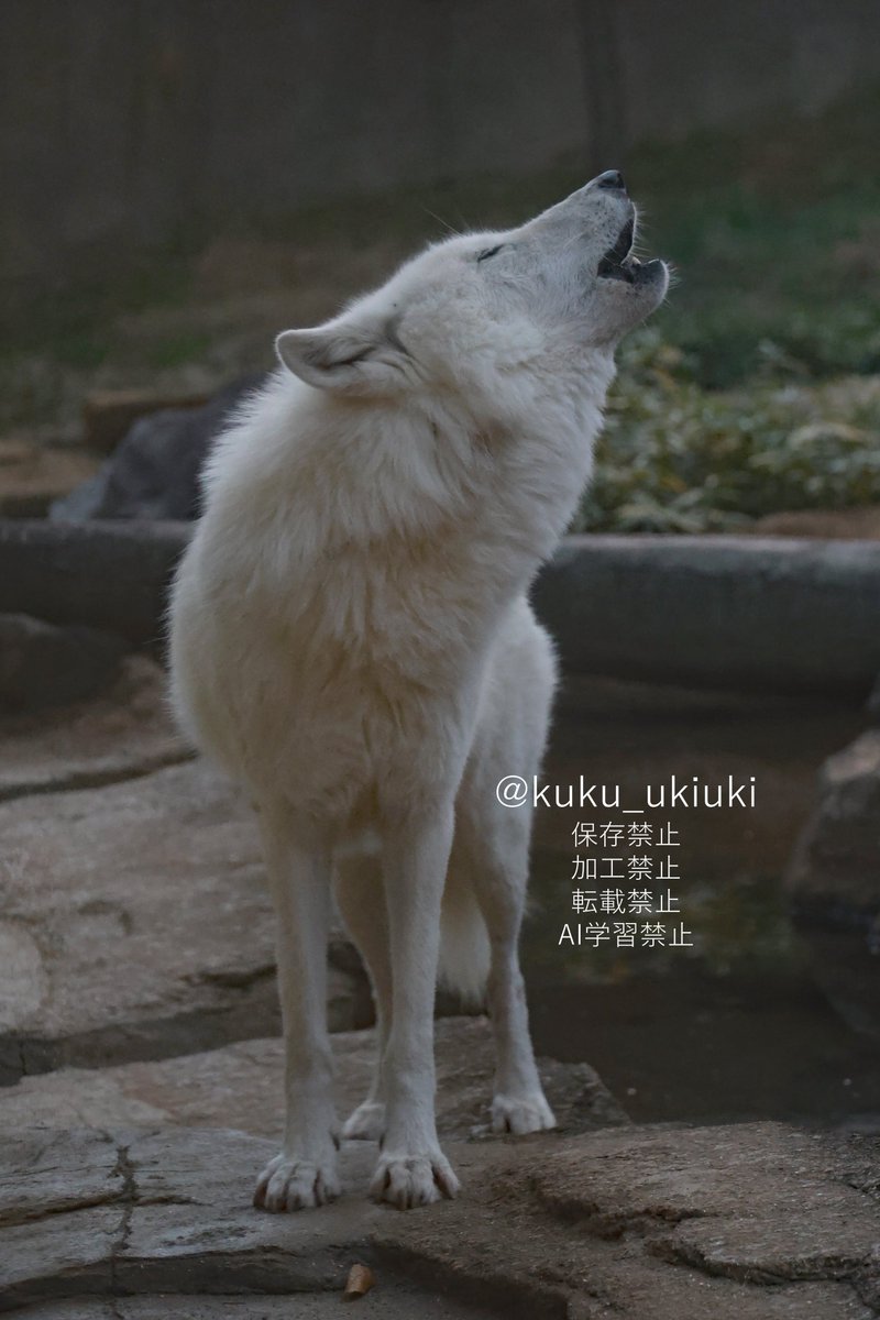 シンラ 📷20251115 #ホッキョクオオカミ #那須どうぶつ王国