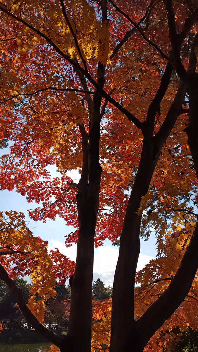 紅葉見に行ったら人すごかったわぁ・・・( ´-`)