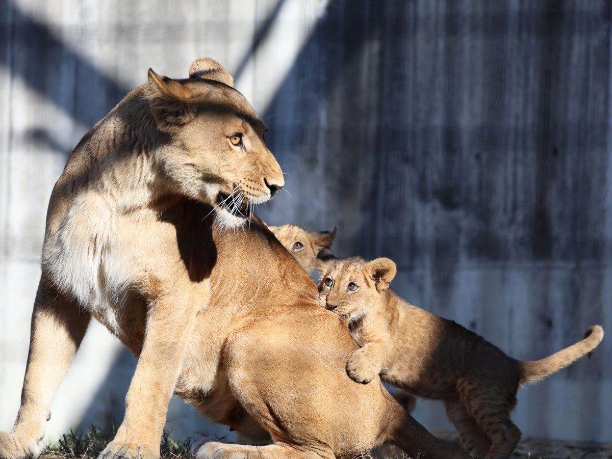 ライオンページ ご覧下さい、子ライオンの目を。