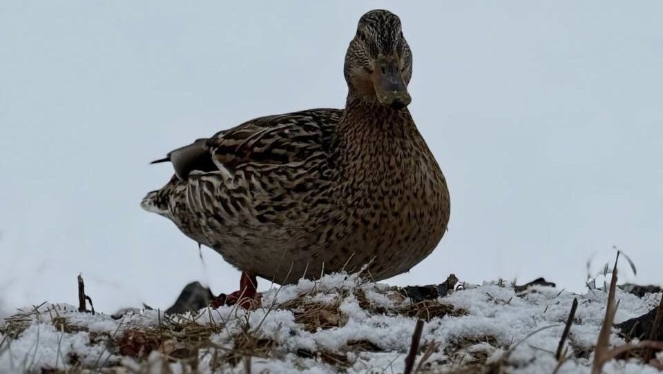 Холода уходят из Красноярска? Смотрим, каким будет конец осени 
prmira.ru/news/2025-11-1…