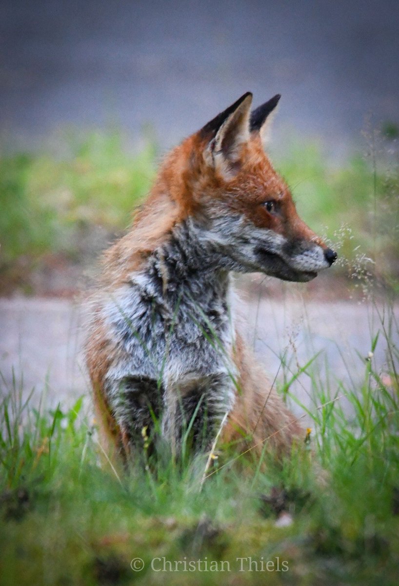 ChrisGPackham's tweet image. Thank you to @christianthiels.bsky.social for today&apos;s portrait of a #FoxOfTheDay