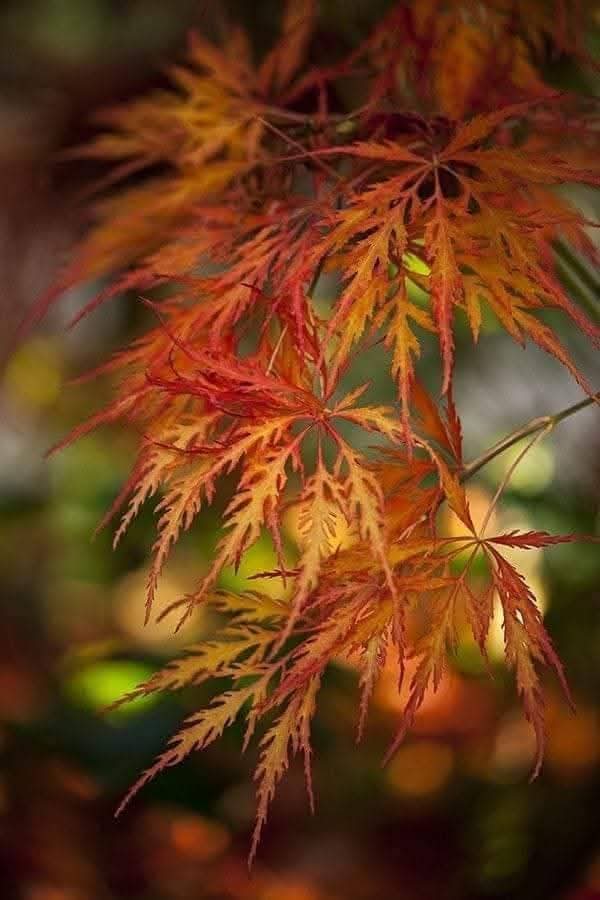 syedbashiragha's tweet image. 