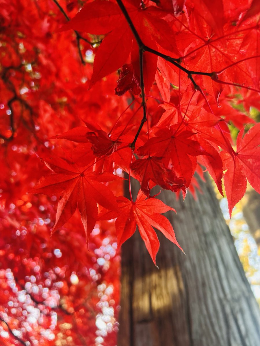 PianoKayoko's tweet photo. 長野県の実家に帰省
長円寺の紅葉🍁
キレイ✨ https://t.co/8kHH7r9i98