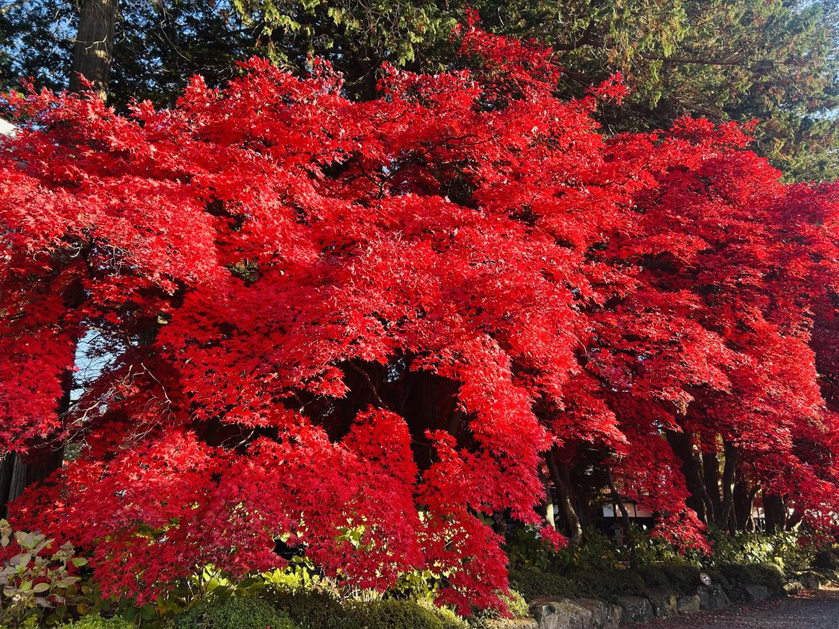 PianoKayoko's tweet photo. 長野県の実家に帰省
長円寺の紅葉🍁
キレイ✨ https://t.co/8kHH7r9i98