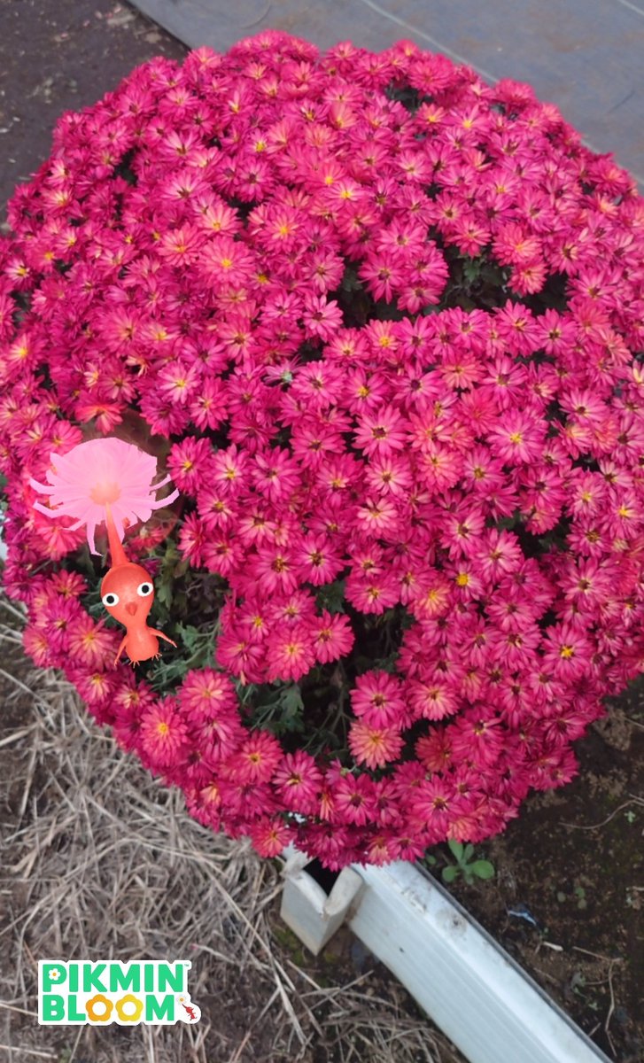 🐔 (@98rbcYZySu9swK0) / Posts / X