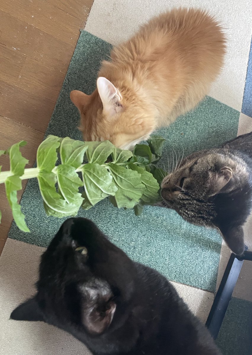 ねこ葉っぱ ねこ葉っぱ ねこ葉っぱ ねこ葉っぱ ねこ葉っぱ ねこ葉っぱ ねこ葉っぱ ZX