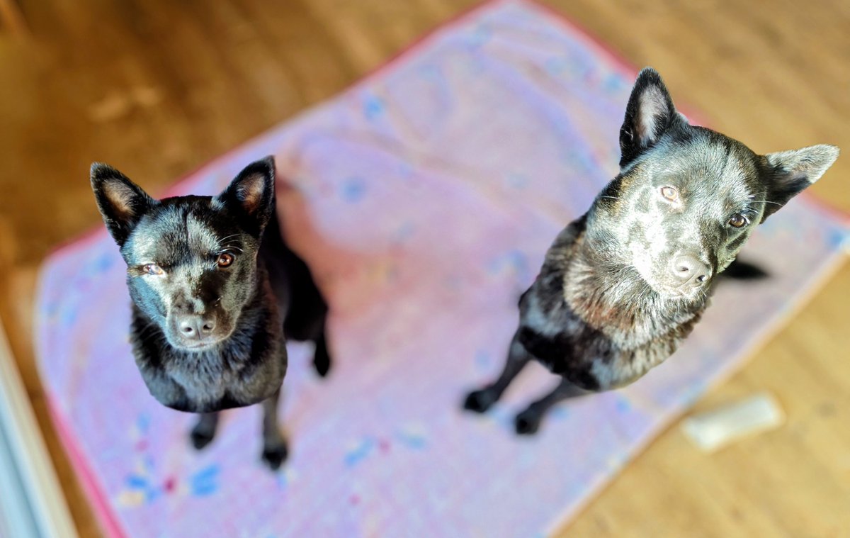 いぬ 秋田犬マサルL(赤毛)/白毛L(ピンク鼻・黒鼻)/虎毛L | ハチふる SHIBUYA