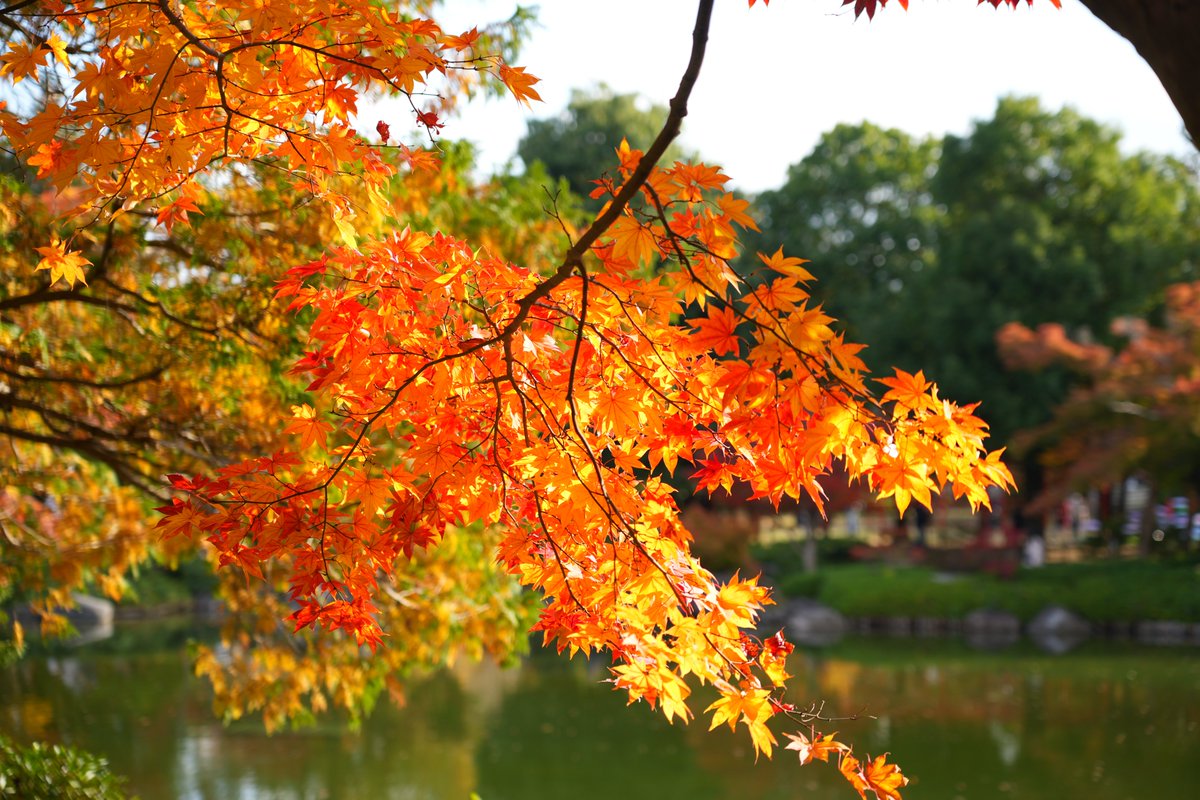 tomojyo's tweet photo. 紅葉を撮ってきた。昭和記念公園日本庭園は紅葉のピークな感じ。去年よりも一週間くらい早い。 https://t.co/zKsPn8qm6s