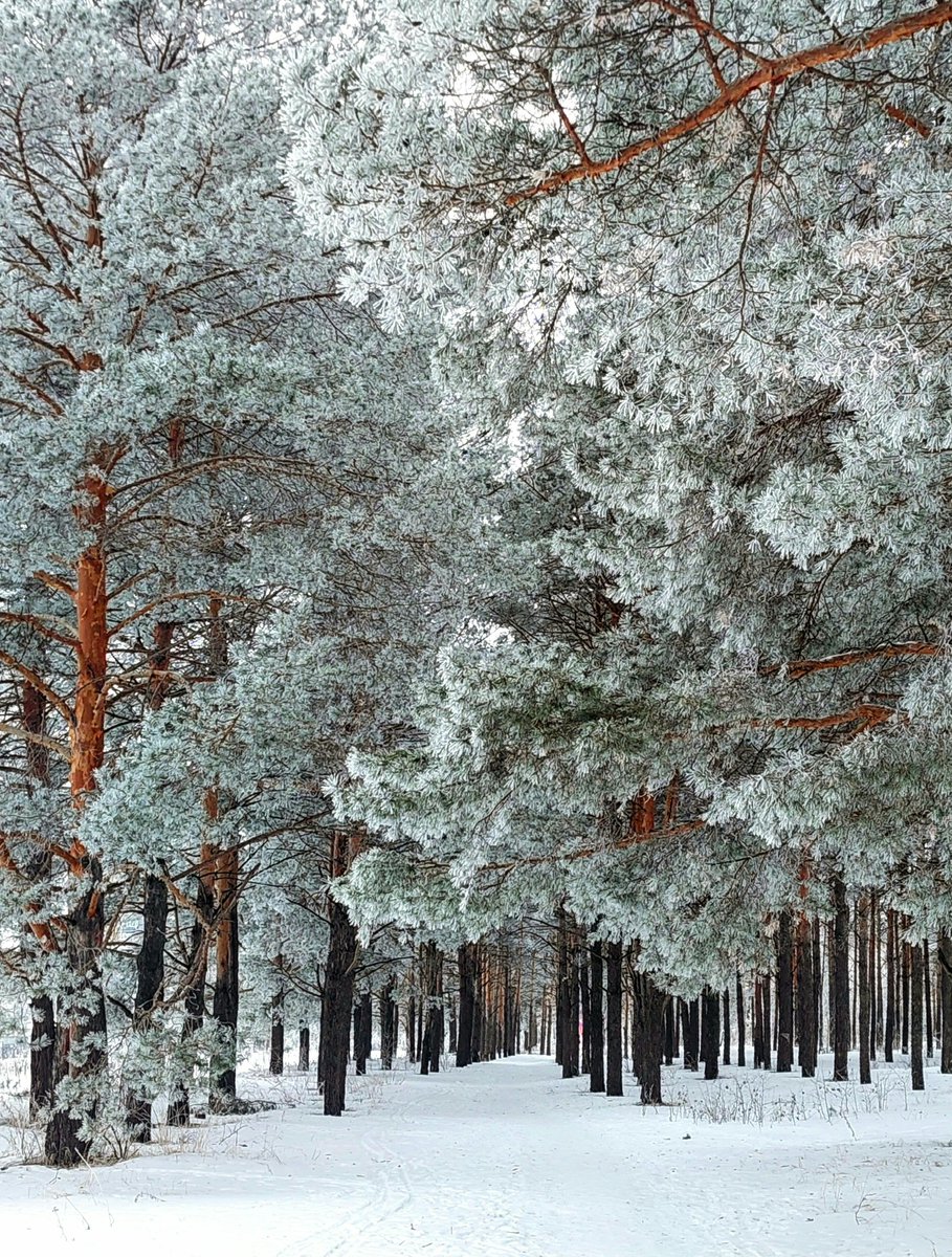 Maansi880317's tweet image. #snow #forest