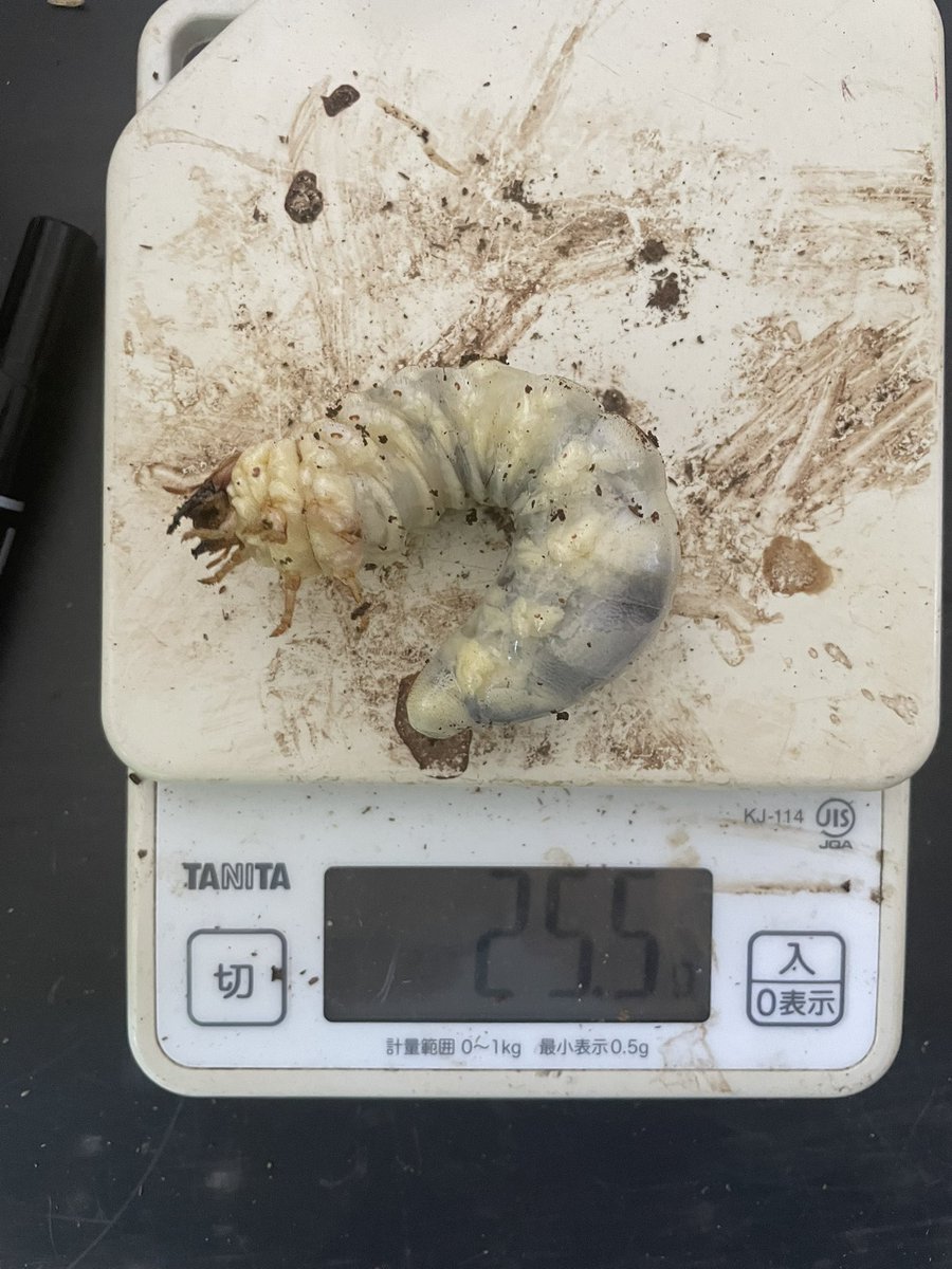 かっつん (@uq4yufhZFyiqsxY) / Posts / X