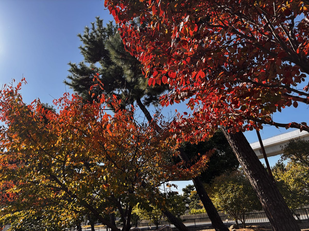 takatakaJinoue's tweet photo. #秋 #紅葉 #AUSET #9thETS
During begining in Autumn season, Kobe Japan, AUSET, we will hold 9th endoluminal technology symposium🍁😊which will become most attractive event in Asia‼️🍁. Let's talk and discuss endourology👍 https://t.co/EUOJPvNVn5