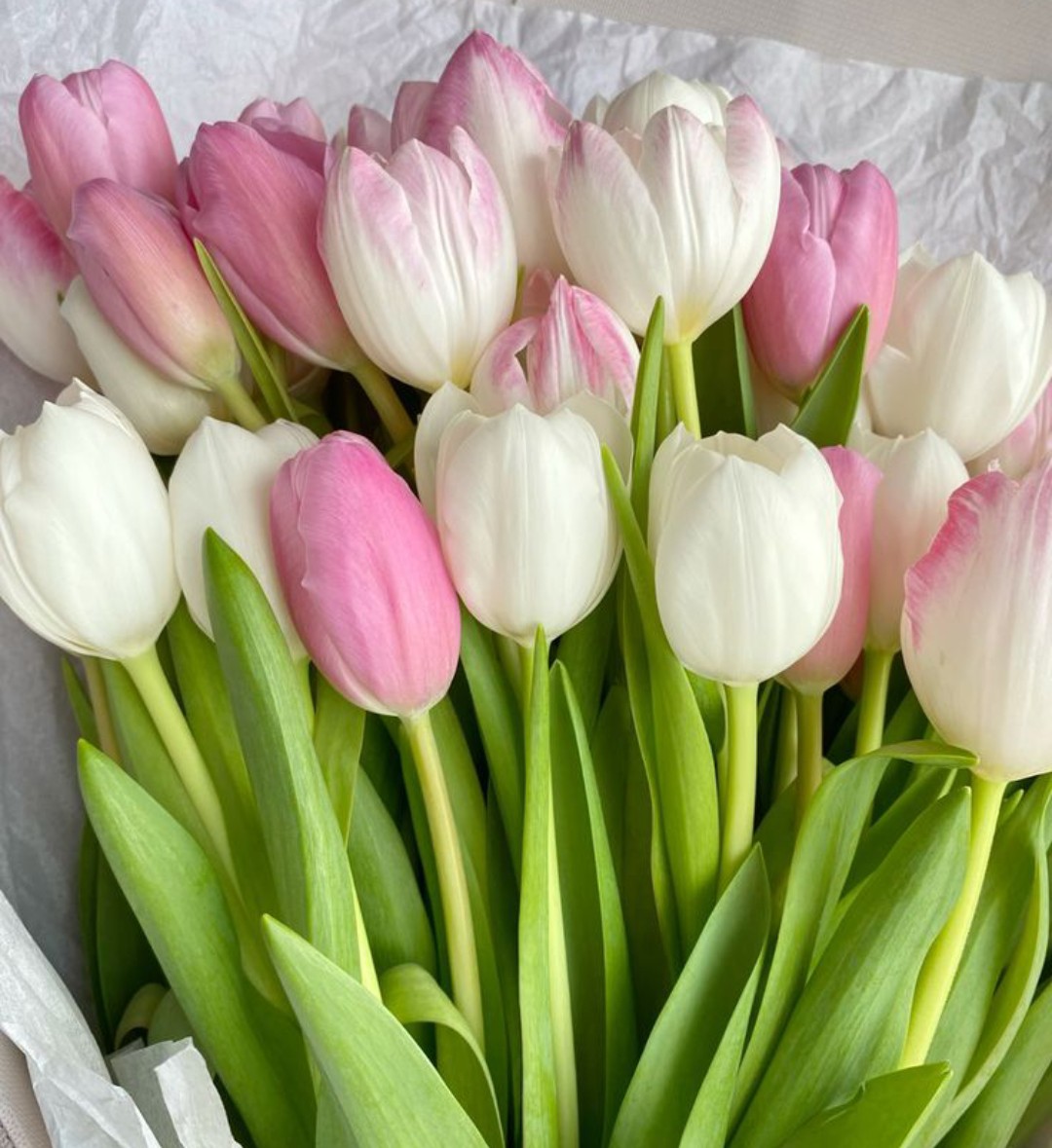 Good morning everyone, have a wonderful day🩷🩷#tulips