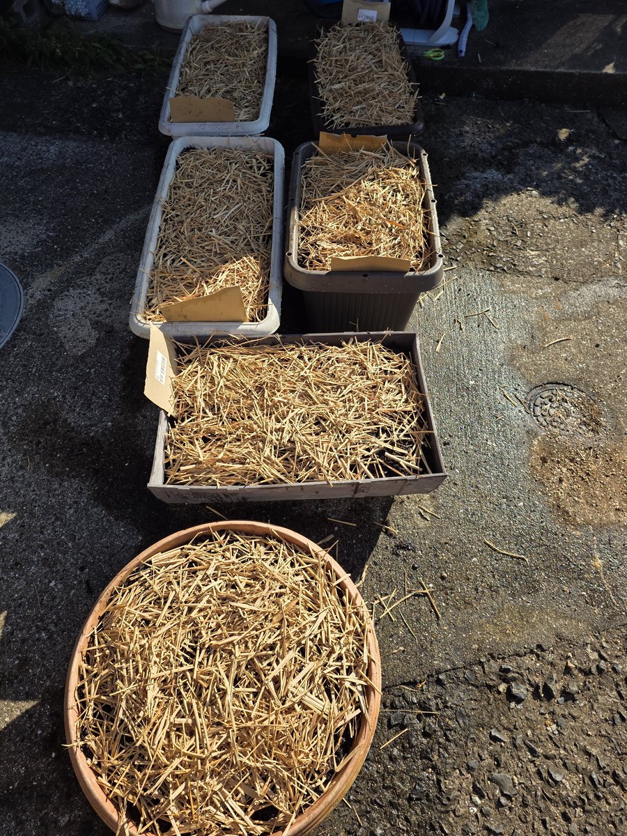 ﾁｭｰﾘｯﾌﾟ