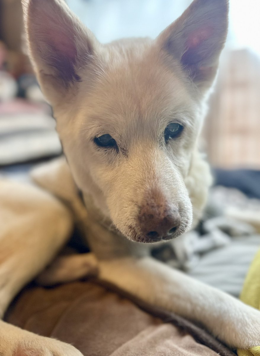 アタシ、ゴハンを食べますの

#シニア犬18歳との暮らし