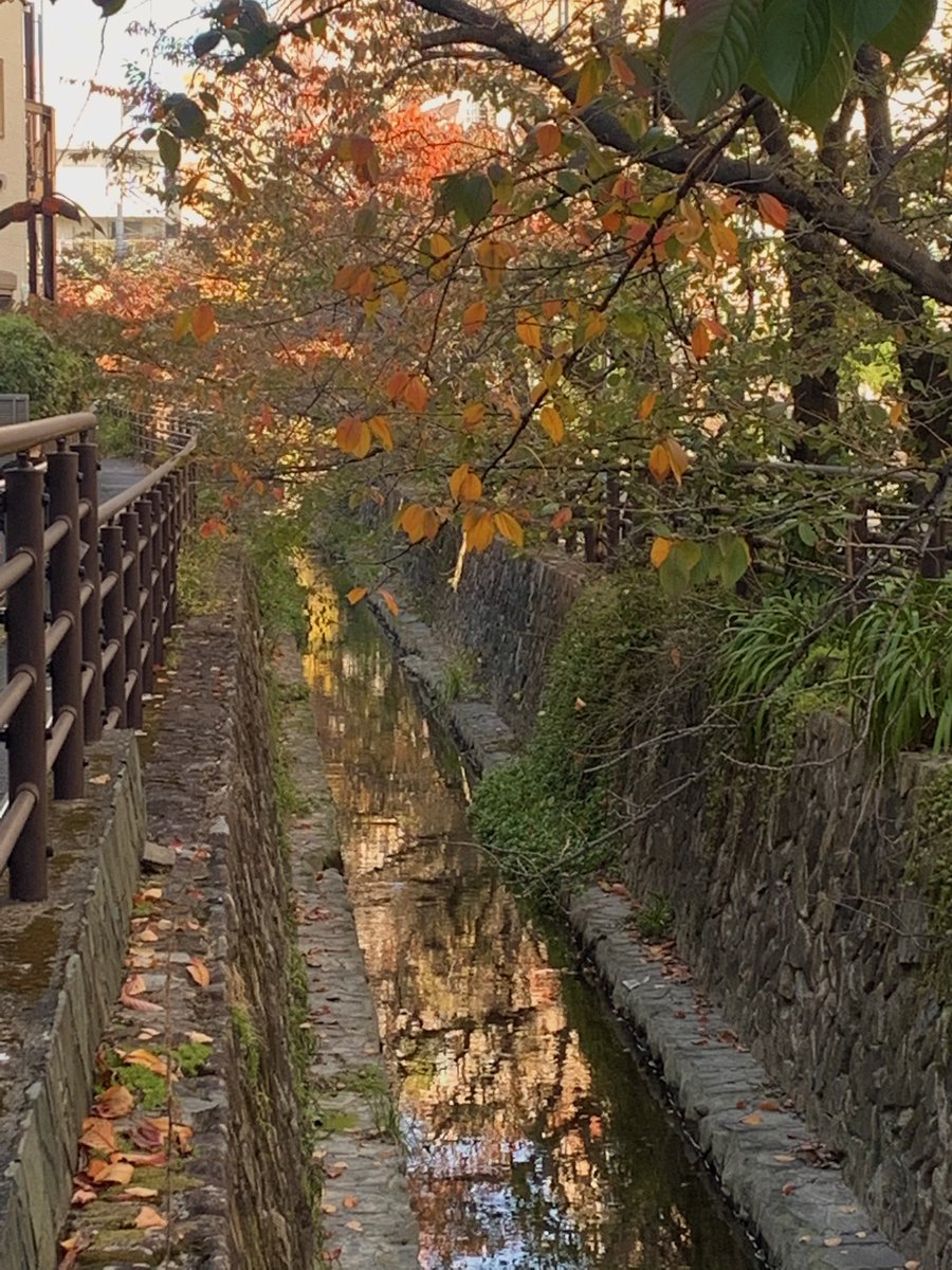 myao_my1's tweet image. #charmy散歩

キリトリセカイ🍂よい午後を

#紅葉
#戦争反対憲法守れ