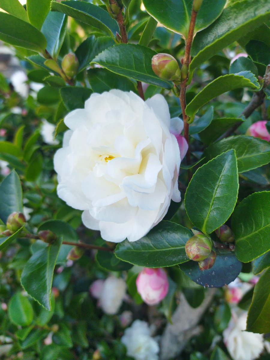 硬き蕾　ほころびを待つ　冬日和

朝のウォーキング中に見つけた白い椿の花。そしてこれから咲くたくさんの蕾。かわいいですね。凛！