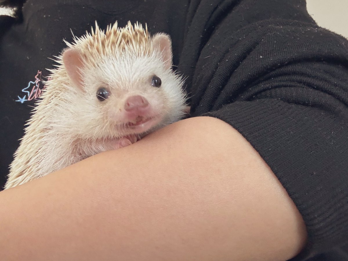 ぱぱと娘ちゃんとくろいのいないから、これからへやんぽするんだー！