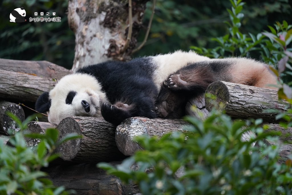 良浜と彩浜は一つの運動場で交互に展示されています。今日は彩浜の展示日です🐼😘