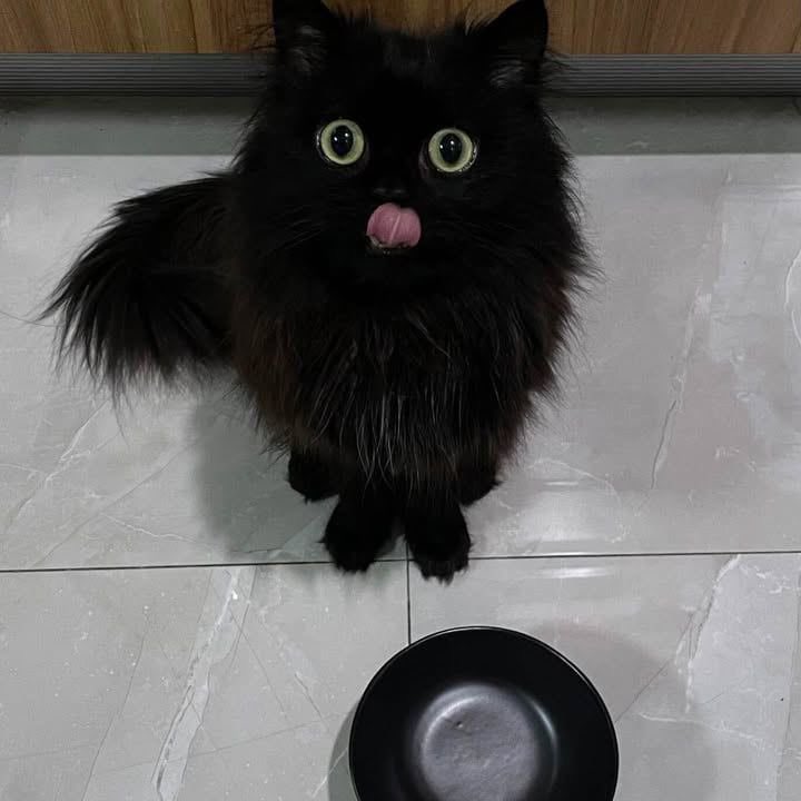 Black cats are not bad luck (@visualscat) on Twitter photo 